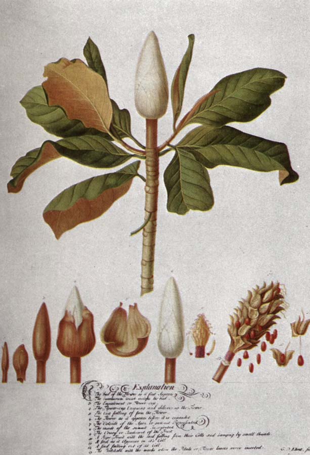 unknow artist Magnolia Altissima